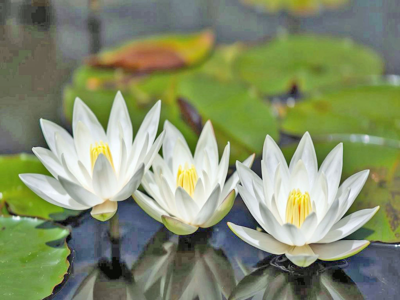 Zwerg-Seerose - pygmaea Alba